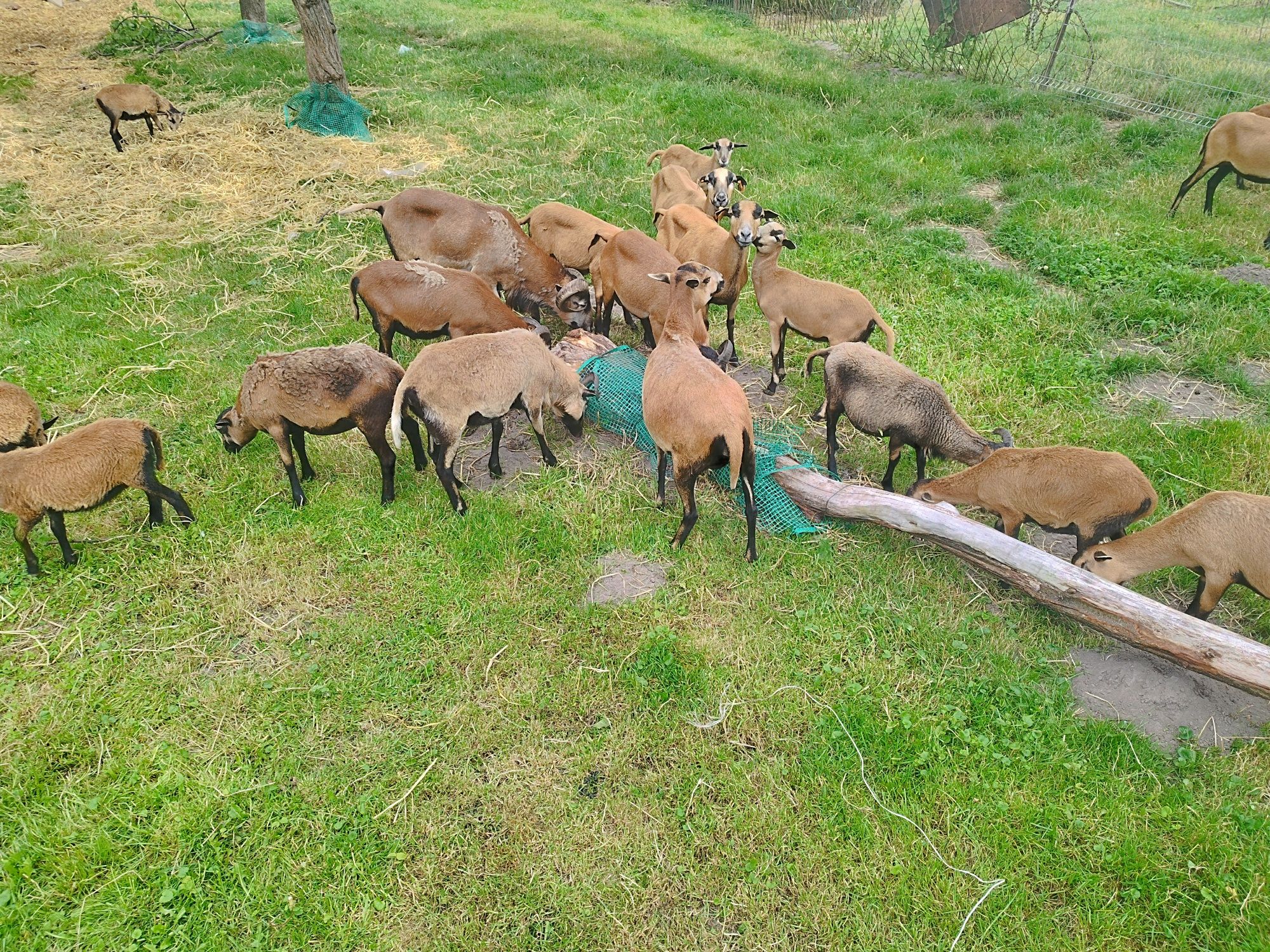 Baran i owce  Kameruńskie  SPRZEDAŻ