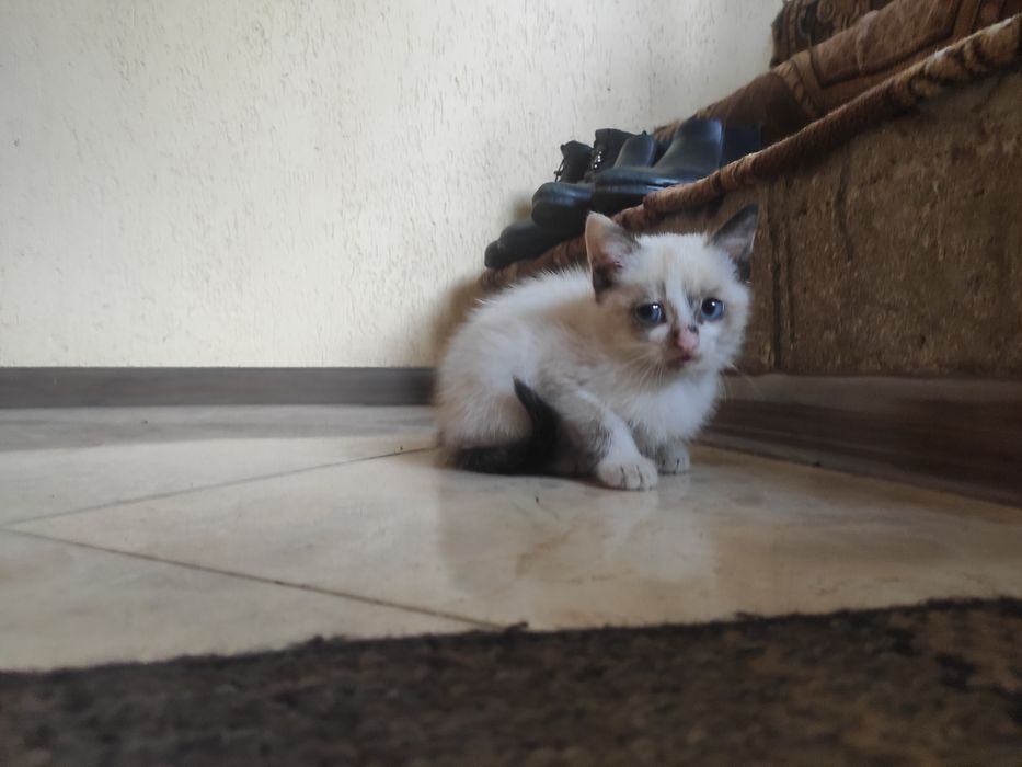 Віддам котиків в добрі руки!