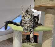 Prześliczna kotka Maine Coon