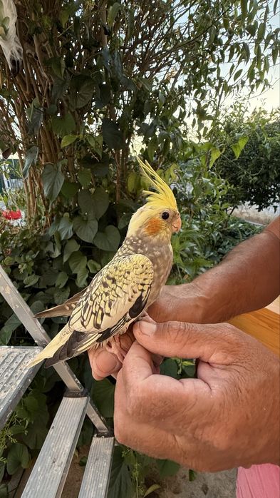 Caturra criada à mão