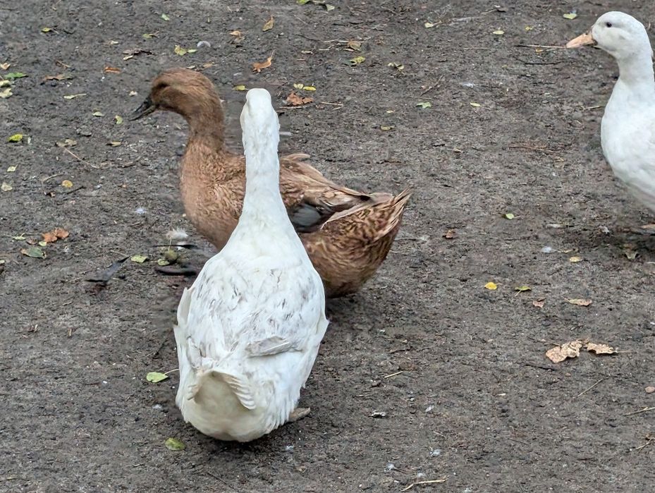 Kaczka staropolska, biała