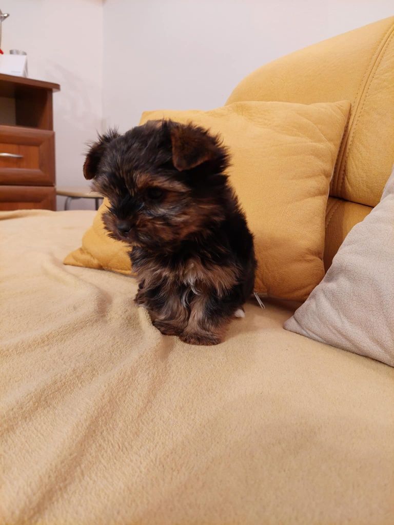 Piesek Yorkshire terrier