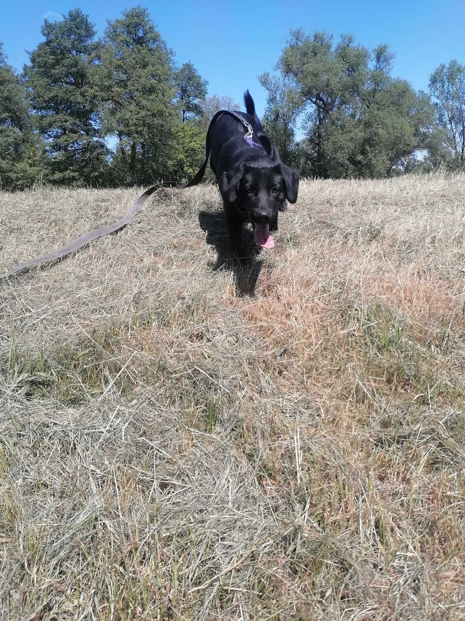 Figa , mini labrador do adopcji !