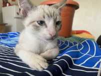 Gatinho macho com 3 meses