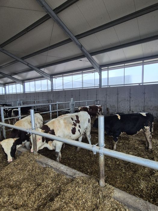 Byk rozpłodnik byki