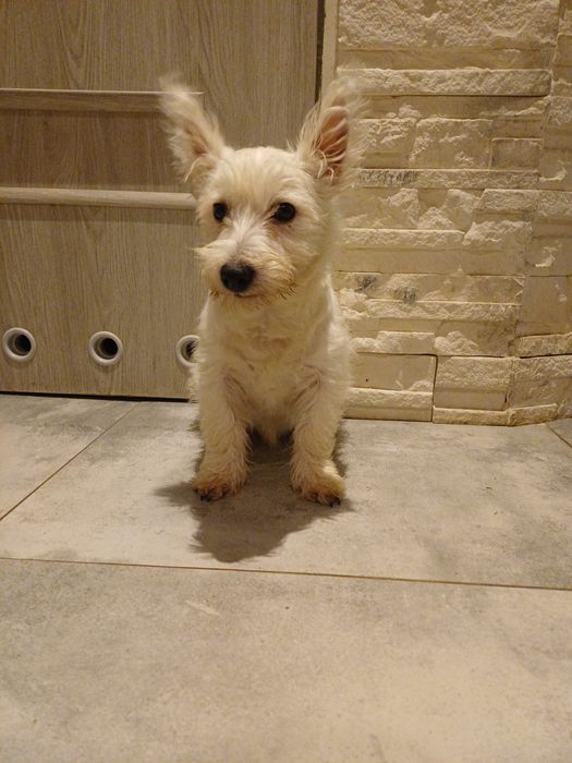 West  highland terrier white