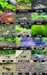 Camarões Red Cherry/Black Sakura/Yellow/Green/Blue Dream/Orange