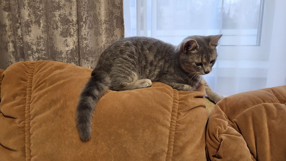 Молоденька кішечка Асма