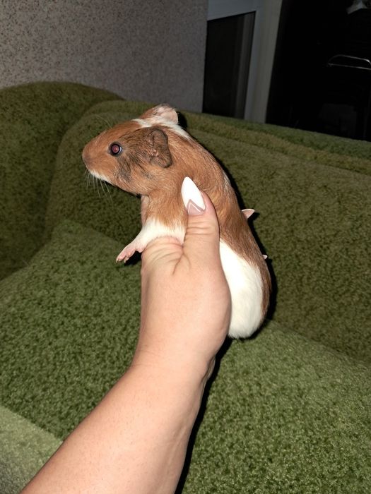 Продам морских свинок