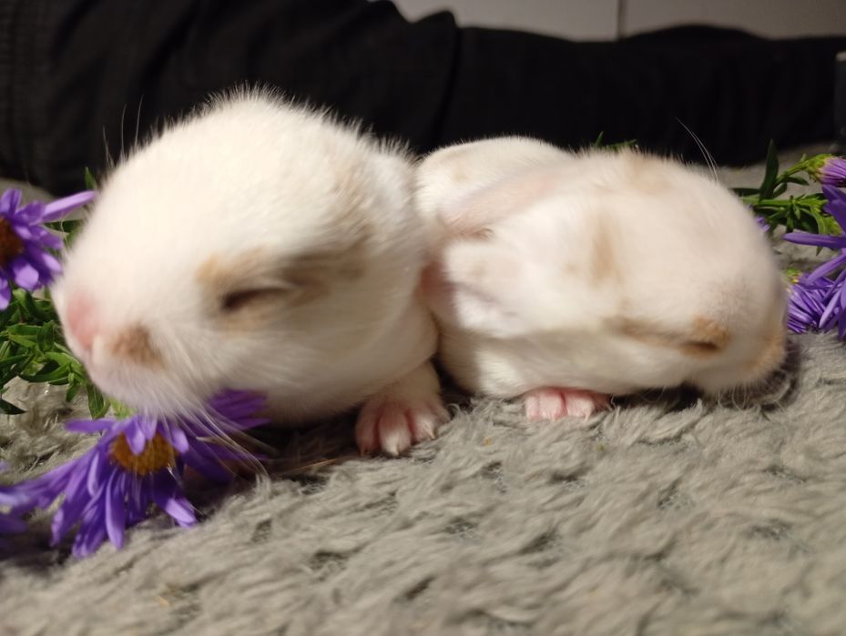 Legalna hodowla!!! Metryka! Czip! Teddy karzełek Mini loop królik mini