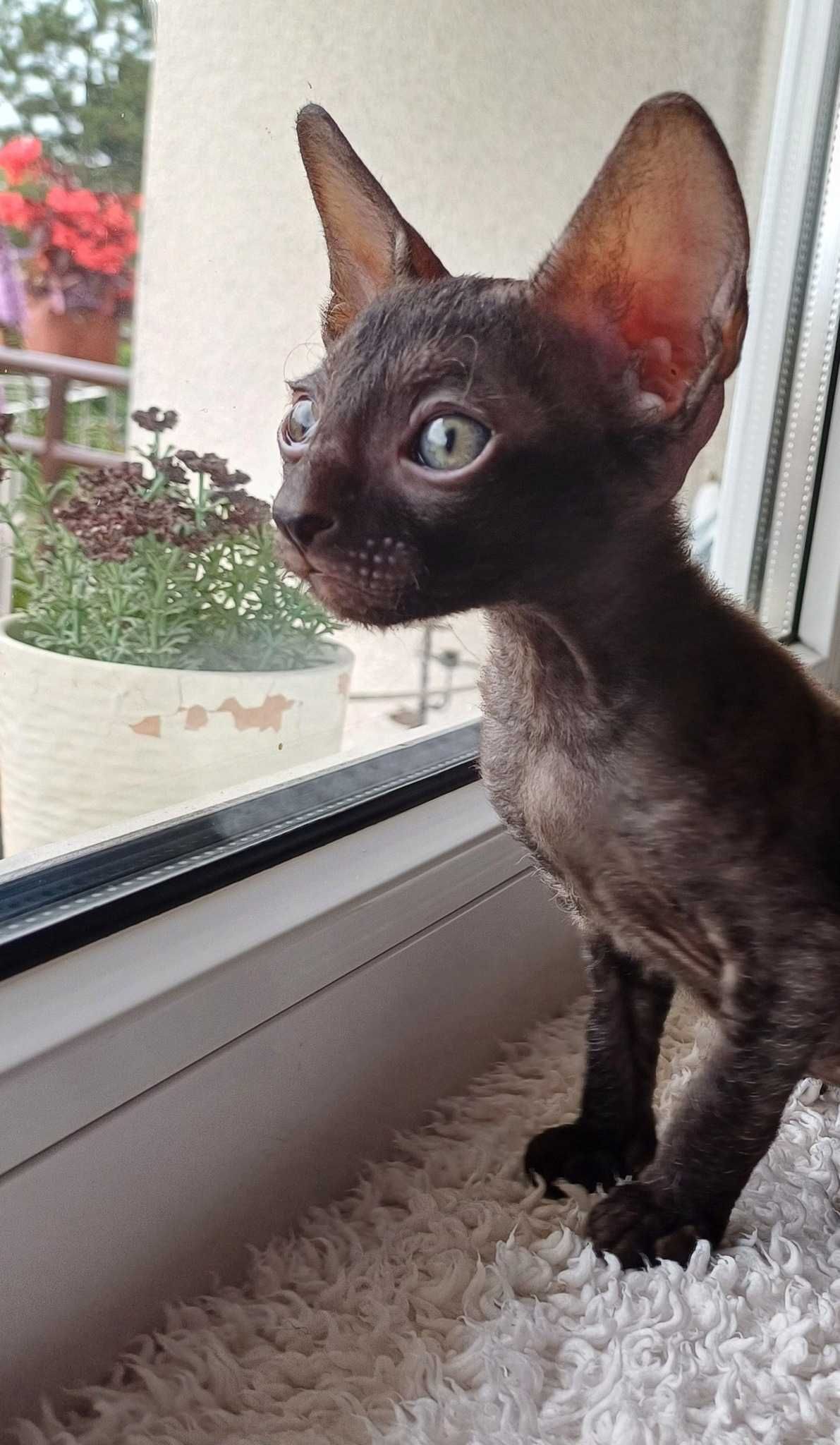 Kot  Cornish Rex