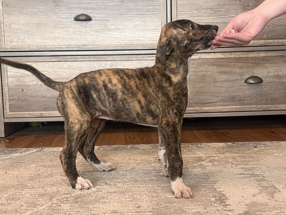 Chart Tayson greyhund