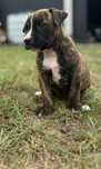 Pit Bull Terrier suczka z rodowodem
