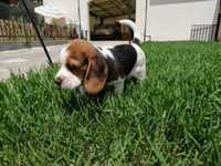 Beagle bebé super simpatico