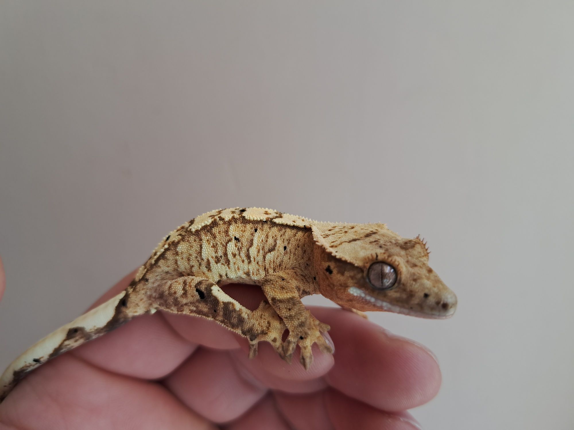 Gekon orzęsiony crested gecko