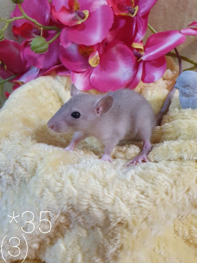 Szczurki kochane maluchy