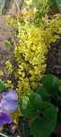 Trzmielina fortune'a, EMERALD GOLD