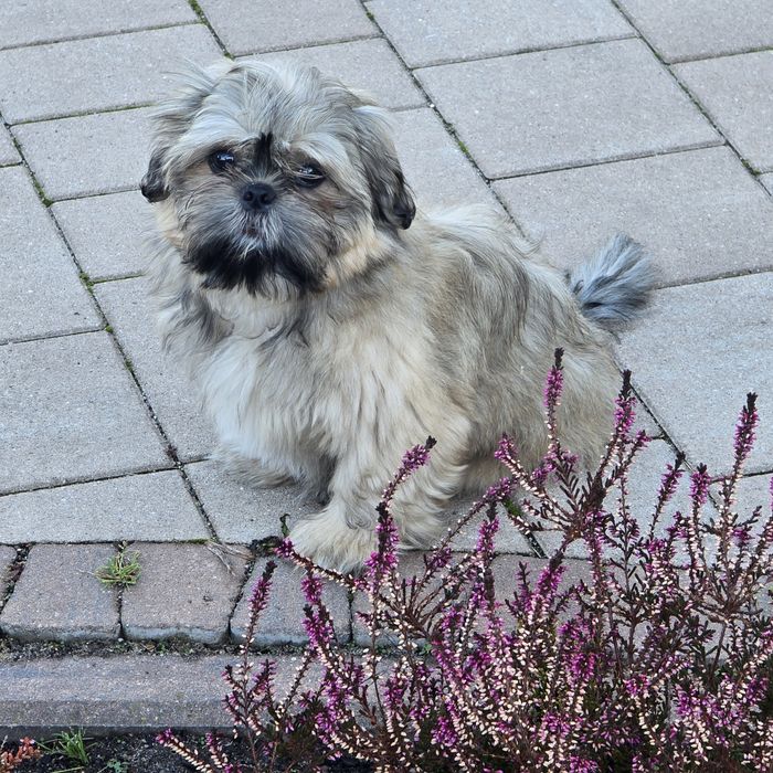 Shih tzu szczeniaczek