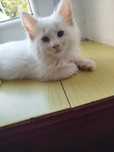 Chmurka Maine coon