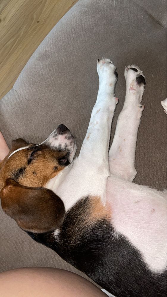Oddam rocznego beagle