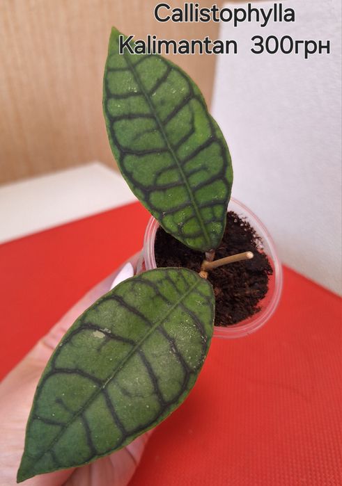 Хойя Callistophylla Kalimantan