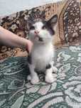 Віддам безкоштовно) Гарний хлопчик, дуже розумний та грайливий.