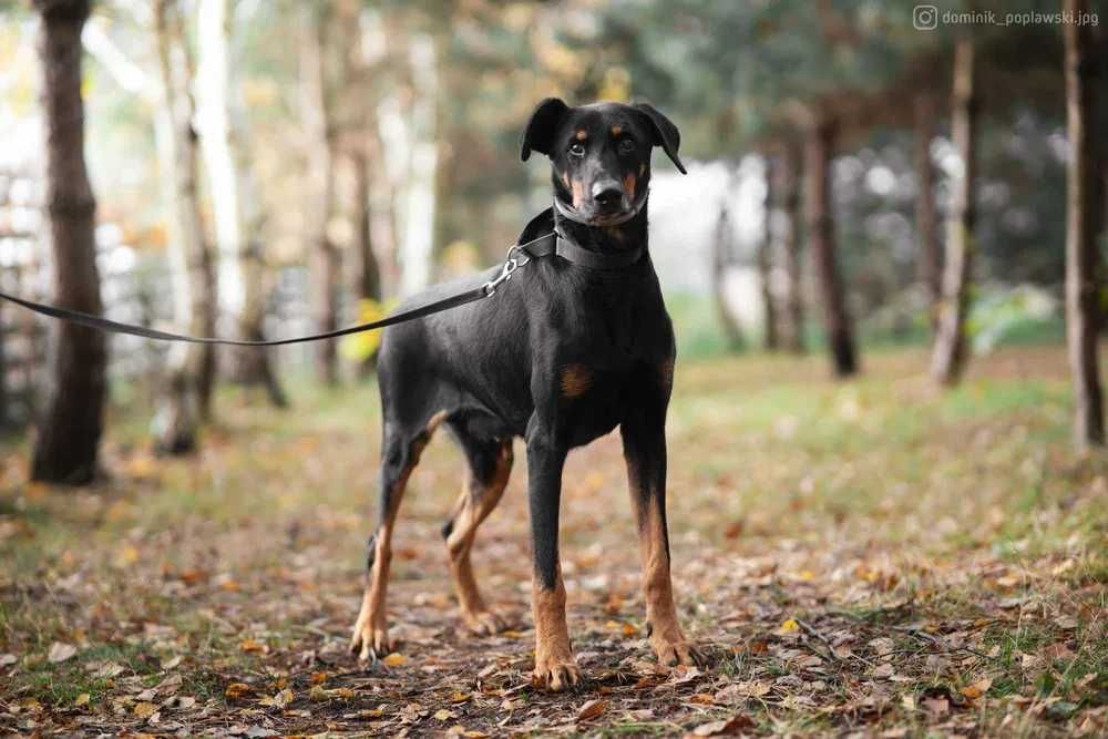 Rambo - doberman po przejściach szuka doświadczonego opiekuna