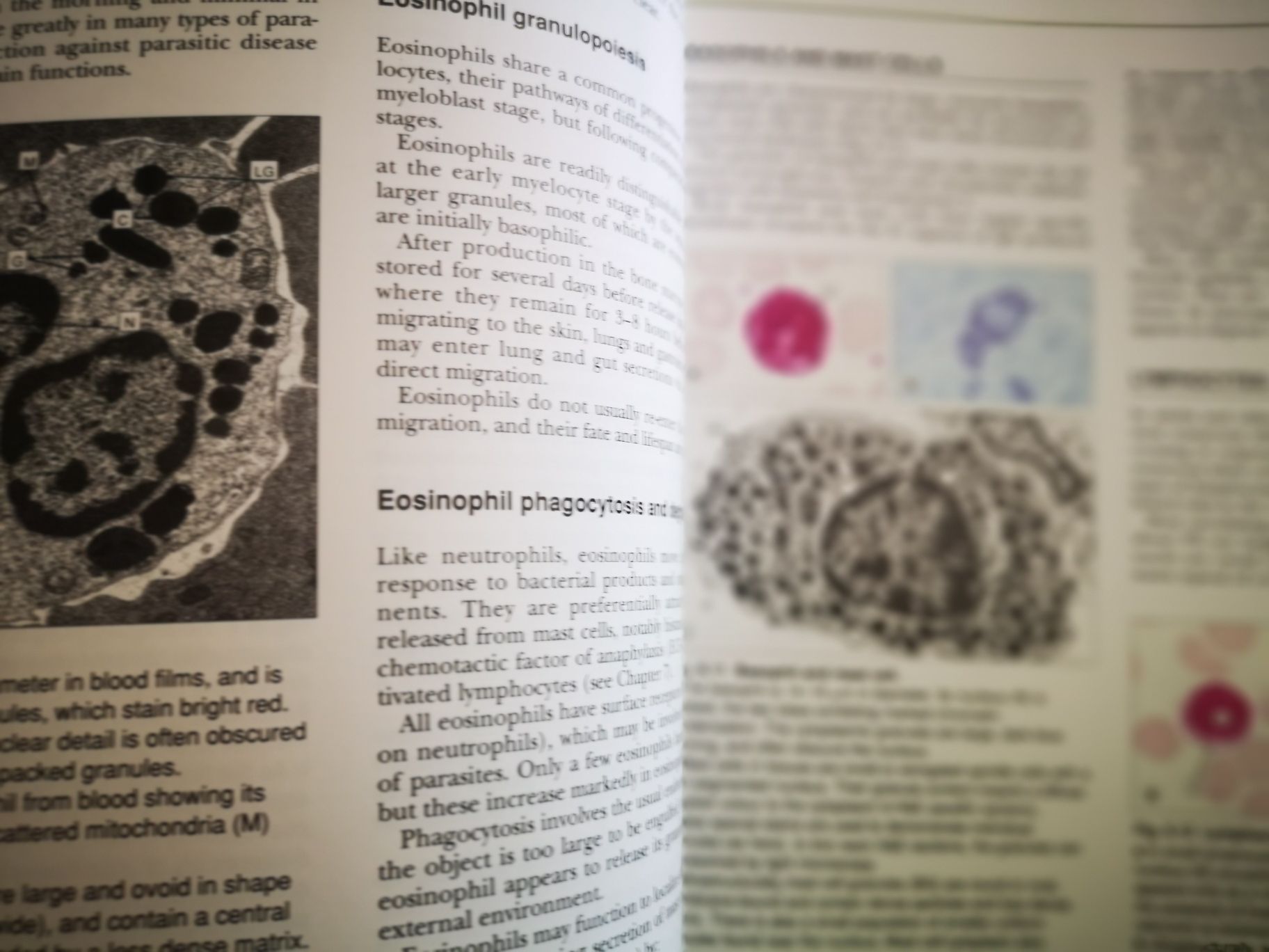 HISTOLOGY.  . Stevens. Lowe