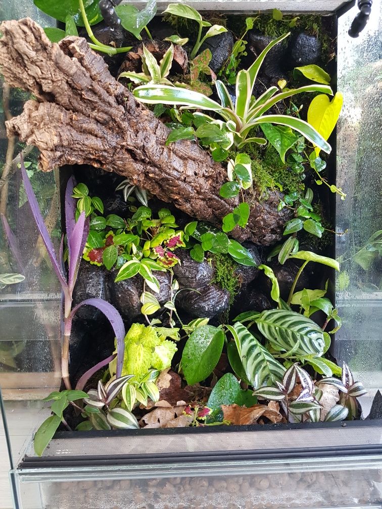 Terrarium tropikalne 40x40x60