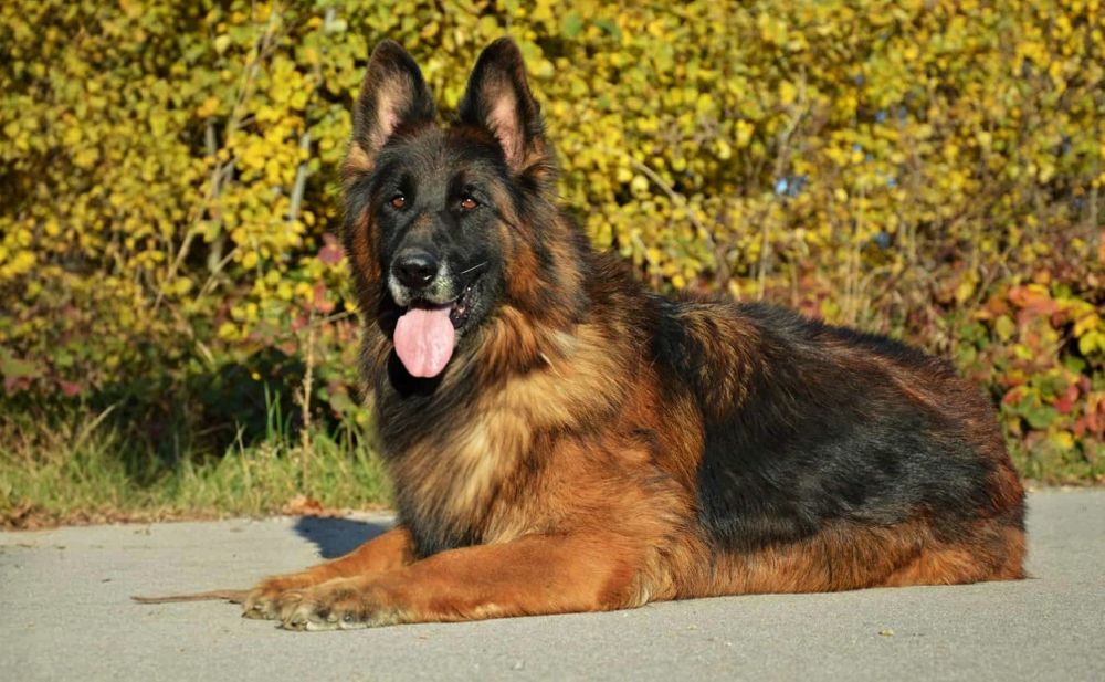 Owczarek Niemiecki Owczarki Niemieckie- DOROSŁA SUKA !