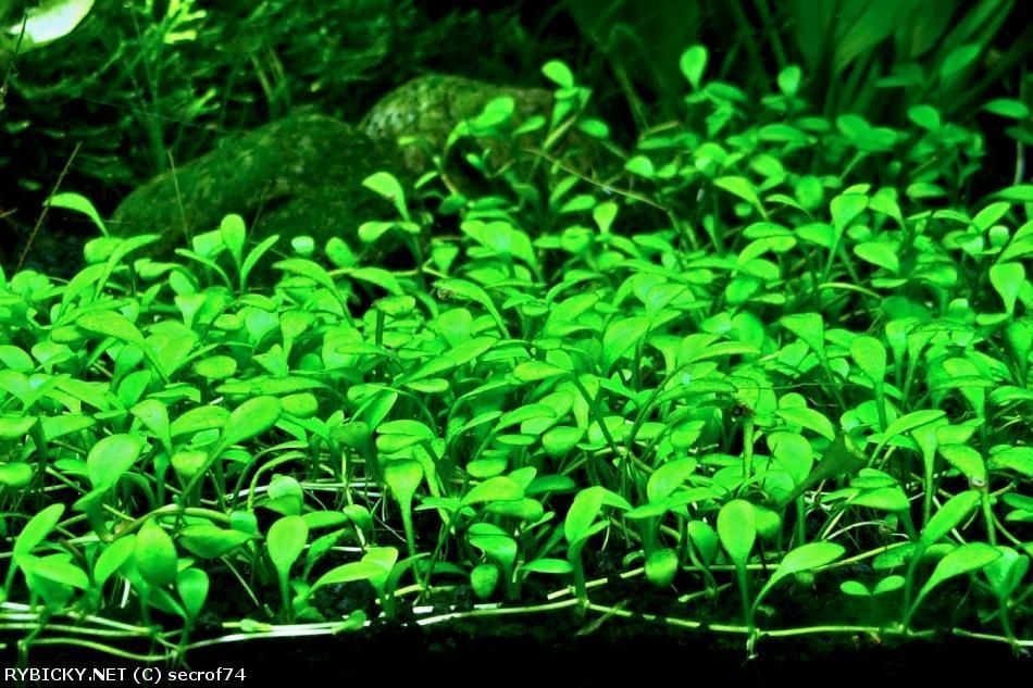 GB Glossostigma elatinoides mały kubek in-vitro