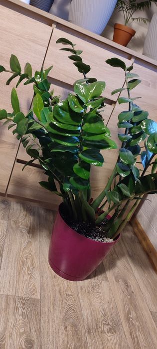 Zamiokulkas zamioculcas