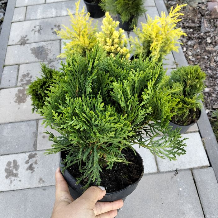 Шаровидна туя Даніка (міріам, Селена,Тінітім,Тедд,боулінг бол)і,)