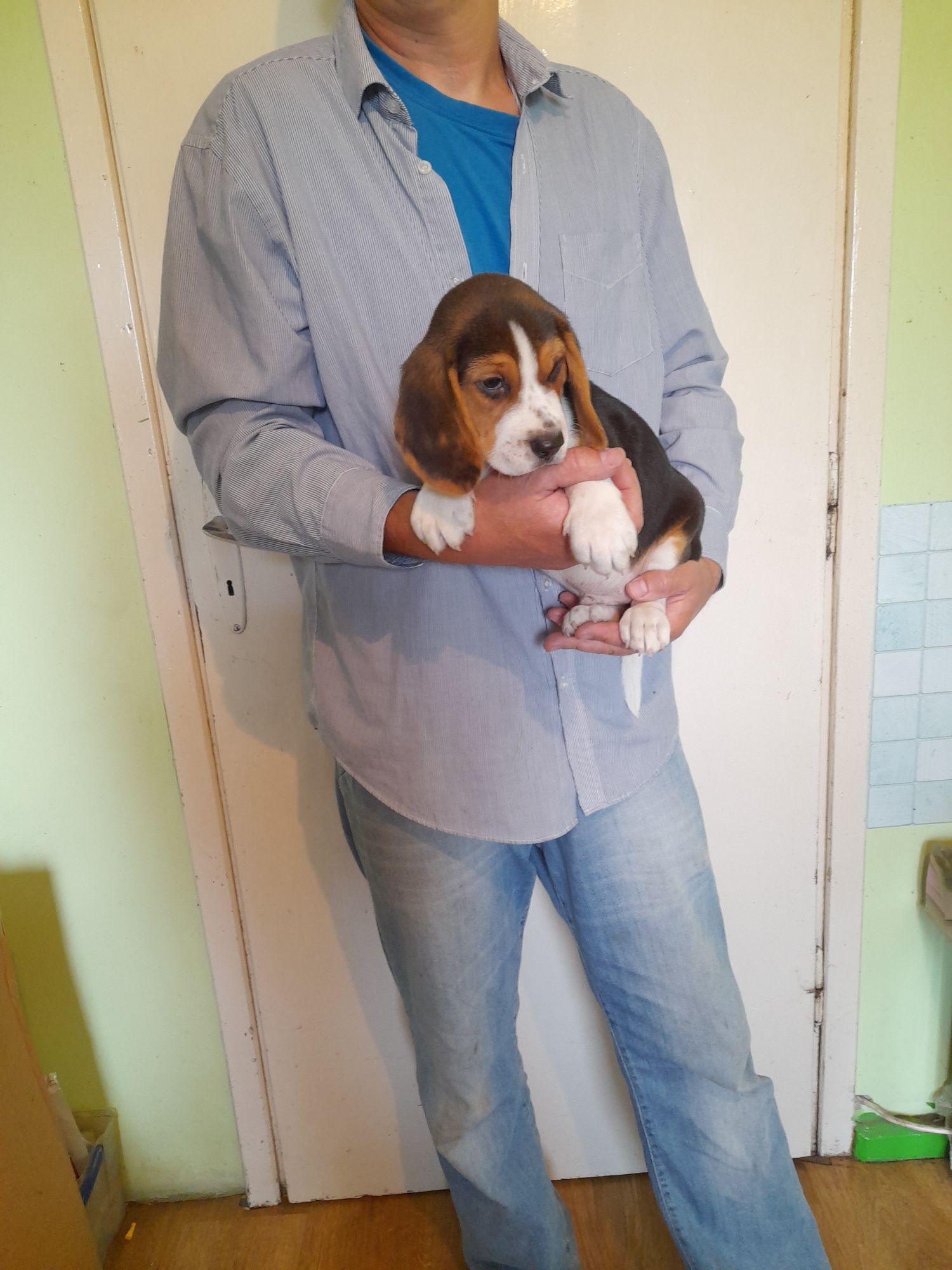Beagle szczeniak tricolor