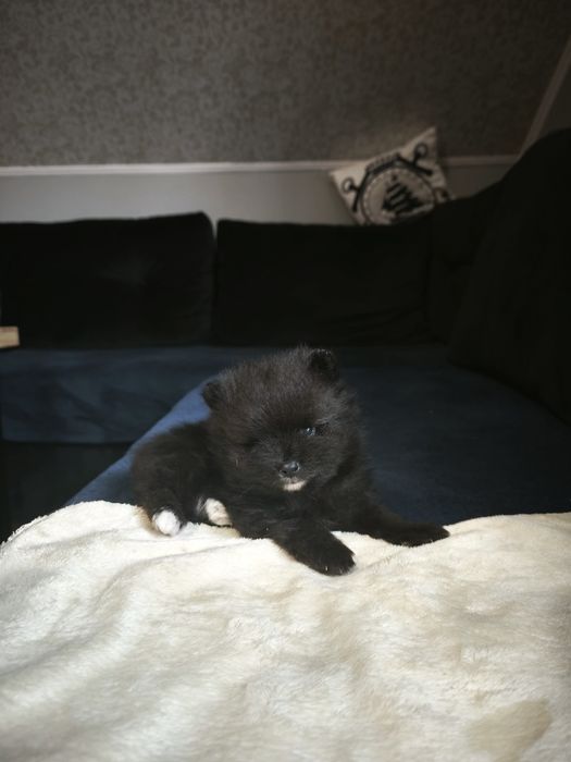 Szpic miniaturowy pomeranian