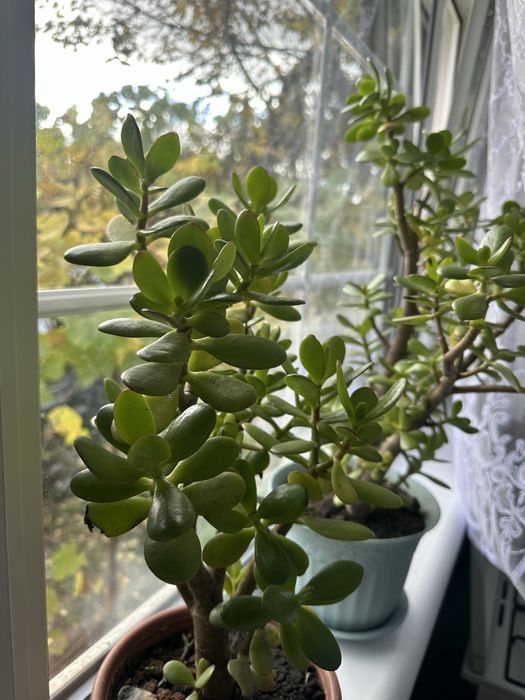 Крассула, денежное дерево