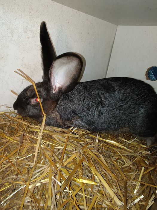 Królik hodowlany