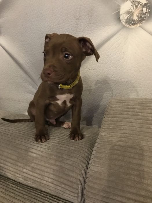 Piesek PitBull Terier red nose rezerwacja