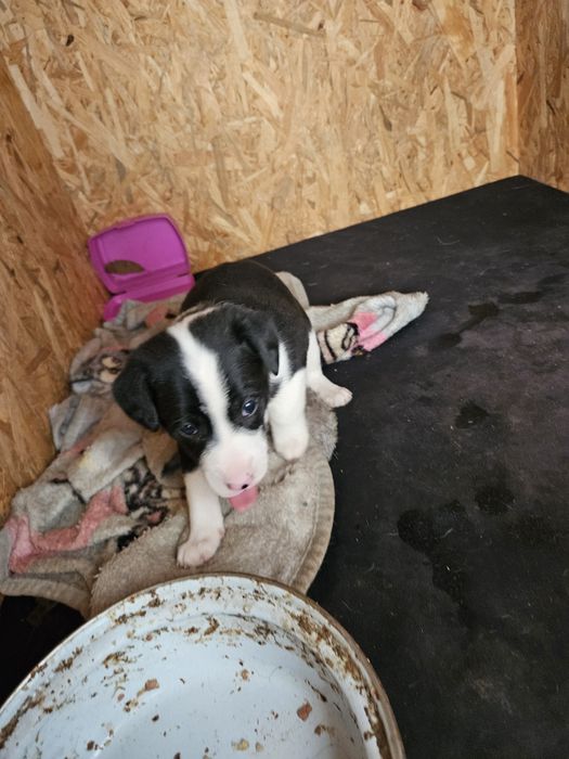 Odam pieski w dobre ręce