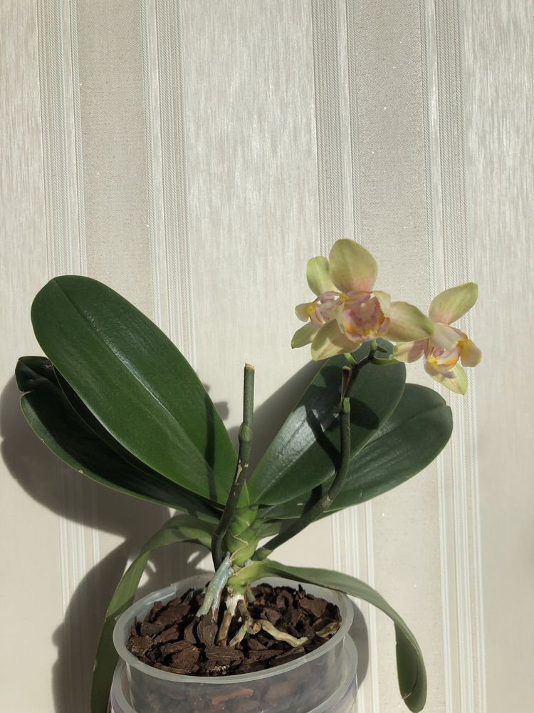 Орхідея фаленопсис триліпс