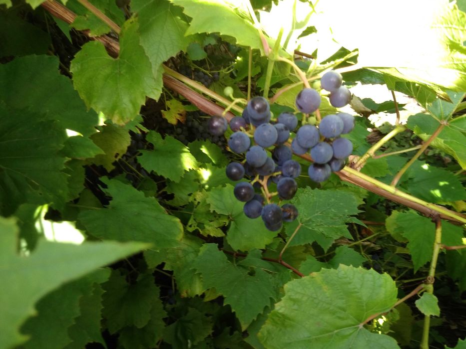 Winogron  na wino soki przeciery - BIO