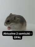 Chomik, chomiki, chomiki campbella, rodowodowe chomiki campbella