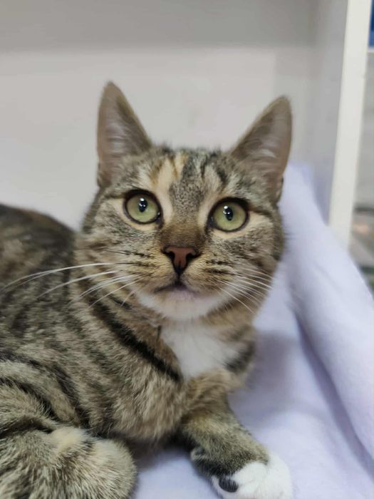 Cicia, maleńka kotka potrzebuje domu