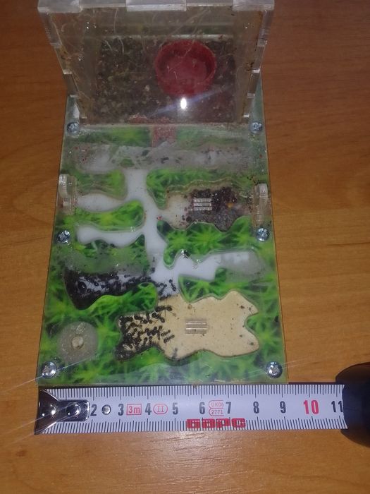 Формікарій для мурах