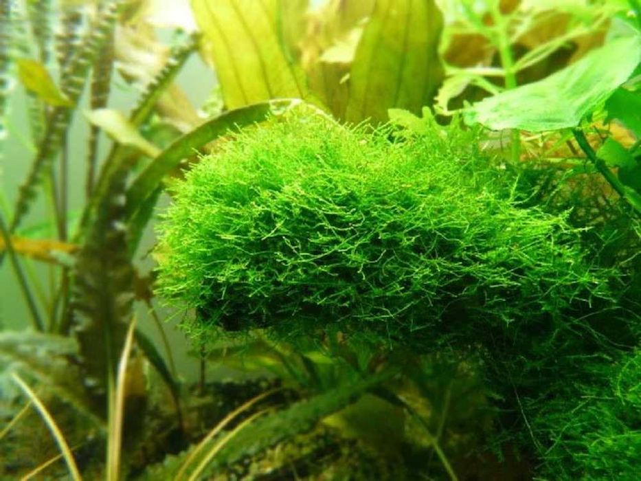 Wgłębka wodna - Mech Riccia fluitans.