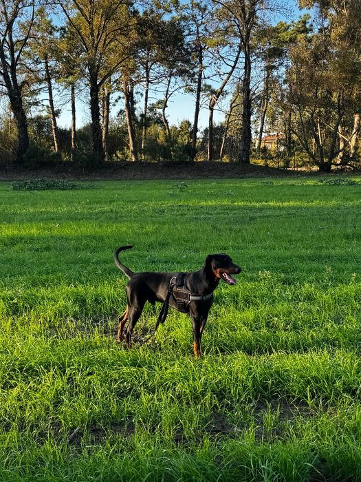 Dobermann macho puro