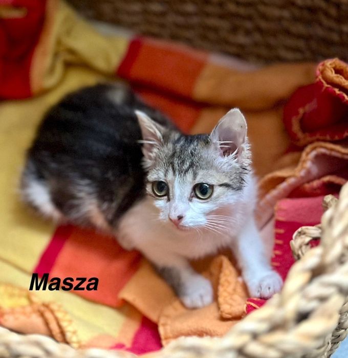 Masza powoli gaśnie tak bardzo potrzebuje Człowieka.Kochana Masza bł