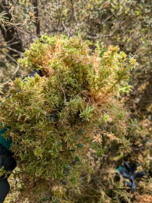 МОХ  ПУХНАСТИЙ/ живий/ сухий