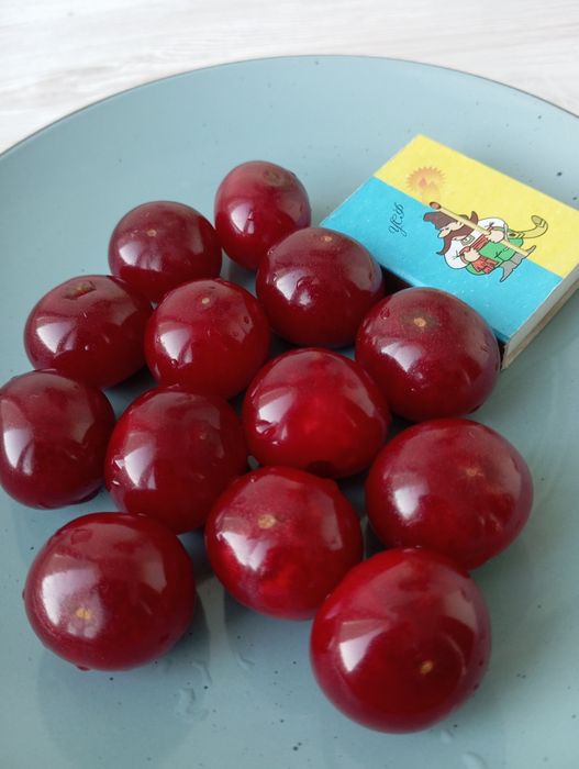 Саджанці плодових дерев