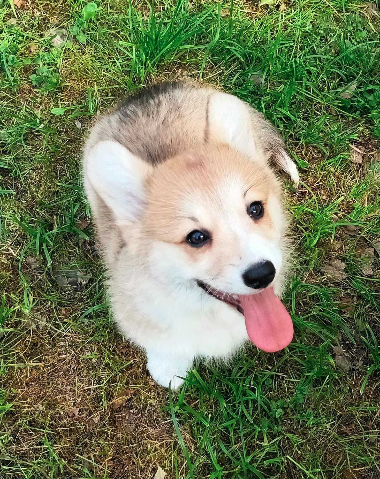 Welsh Corgi Pembroke rudo biała dziewczynka